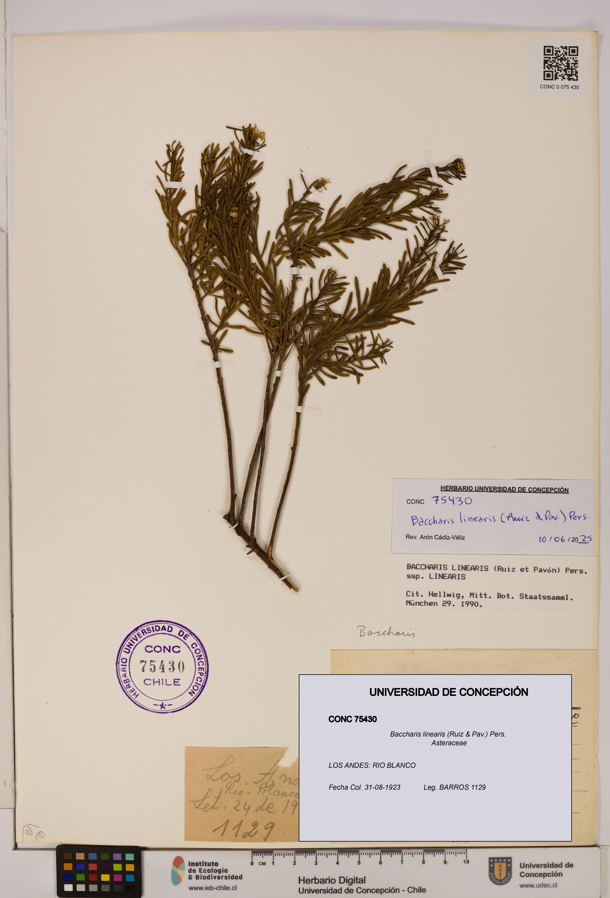 Baccharis linearis [Espécimen: UDEC:CONC:0075430]