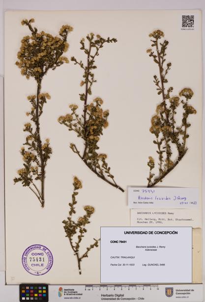 Baccharis lycioides [Espécimen: UDEC:CONC:0075431]