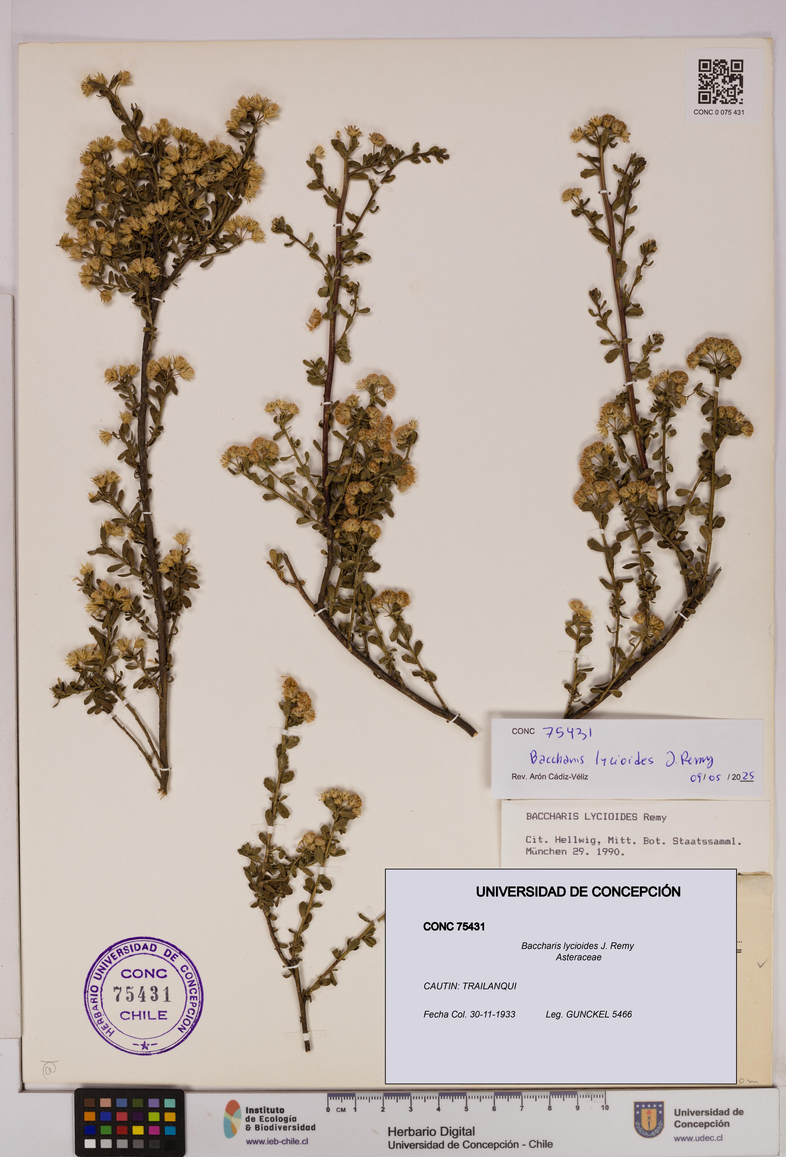 Baccharis lycioides [Espécimen: UDEC:CONC:0075431]
