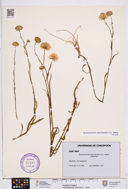 Symphyotrichum vahlii [Espécimen: ]
