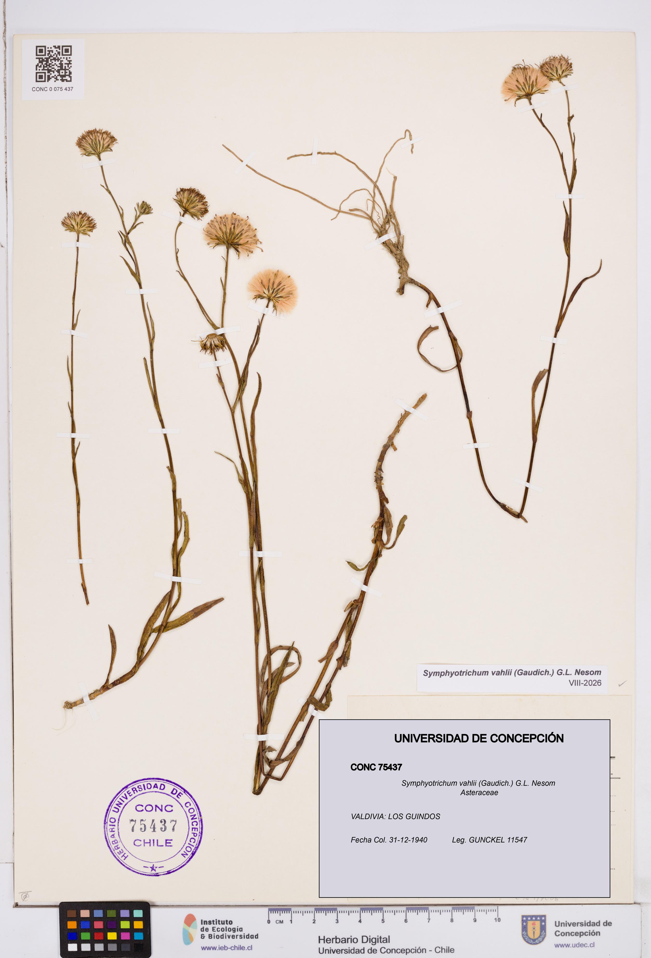Symphyotrichum vahlii [Espécimen: ]