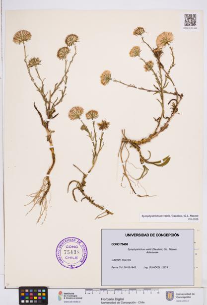 Symphyotrichum vahlii [Espécimen: ]