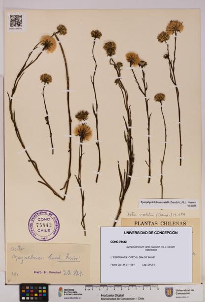 Symphyotrichum vahlii [Espécimen: UDEC:CONC:0075442]