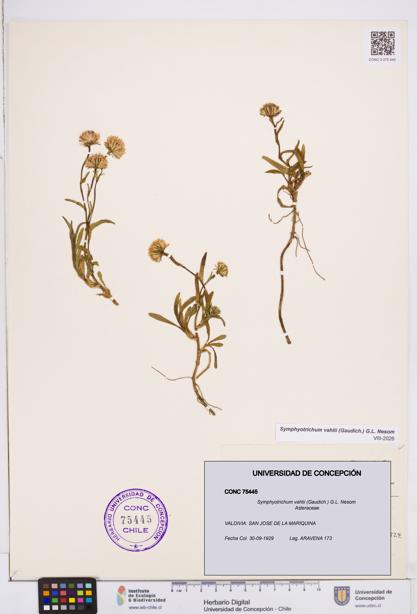 Symphyotrichum vahlii [Espécimen: ]