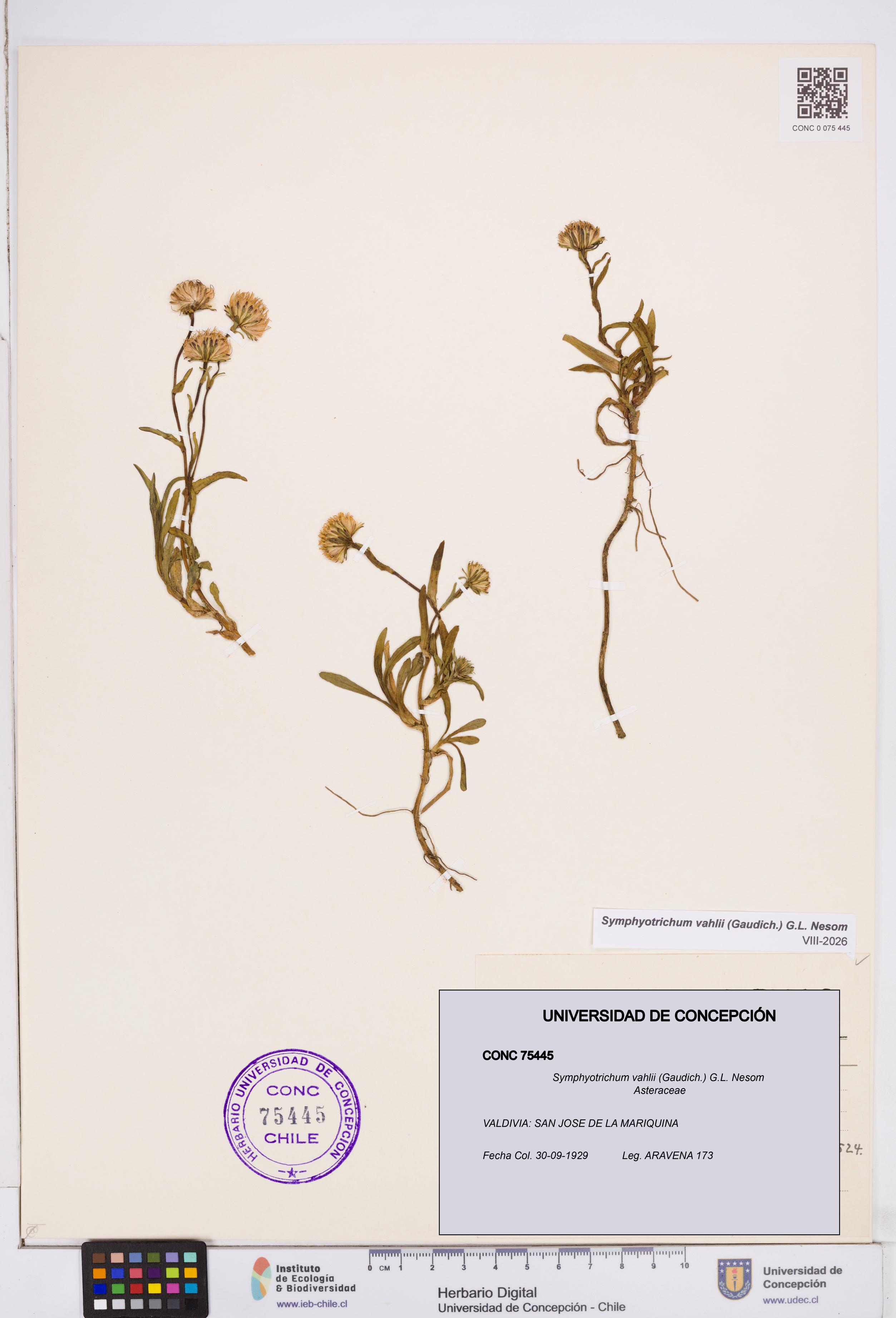 Symphyotrichum vahlii [Espécimen: ]