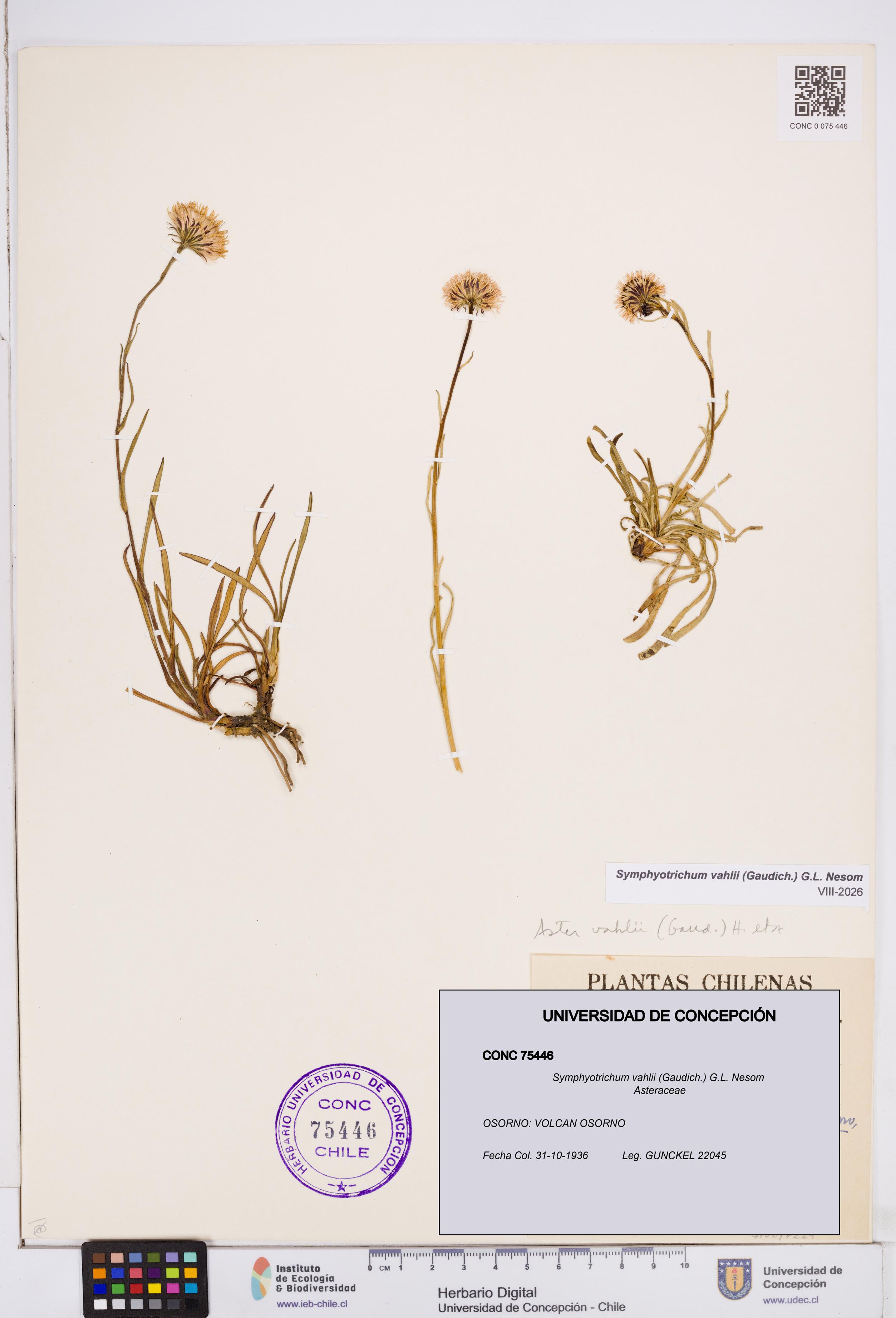 Symphyotrichum vahlii [Espécimen: ]