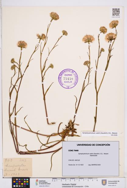 Symphyotrichum vahlii [Espécimen: ]