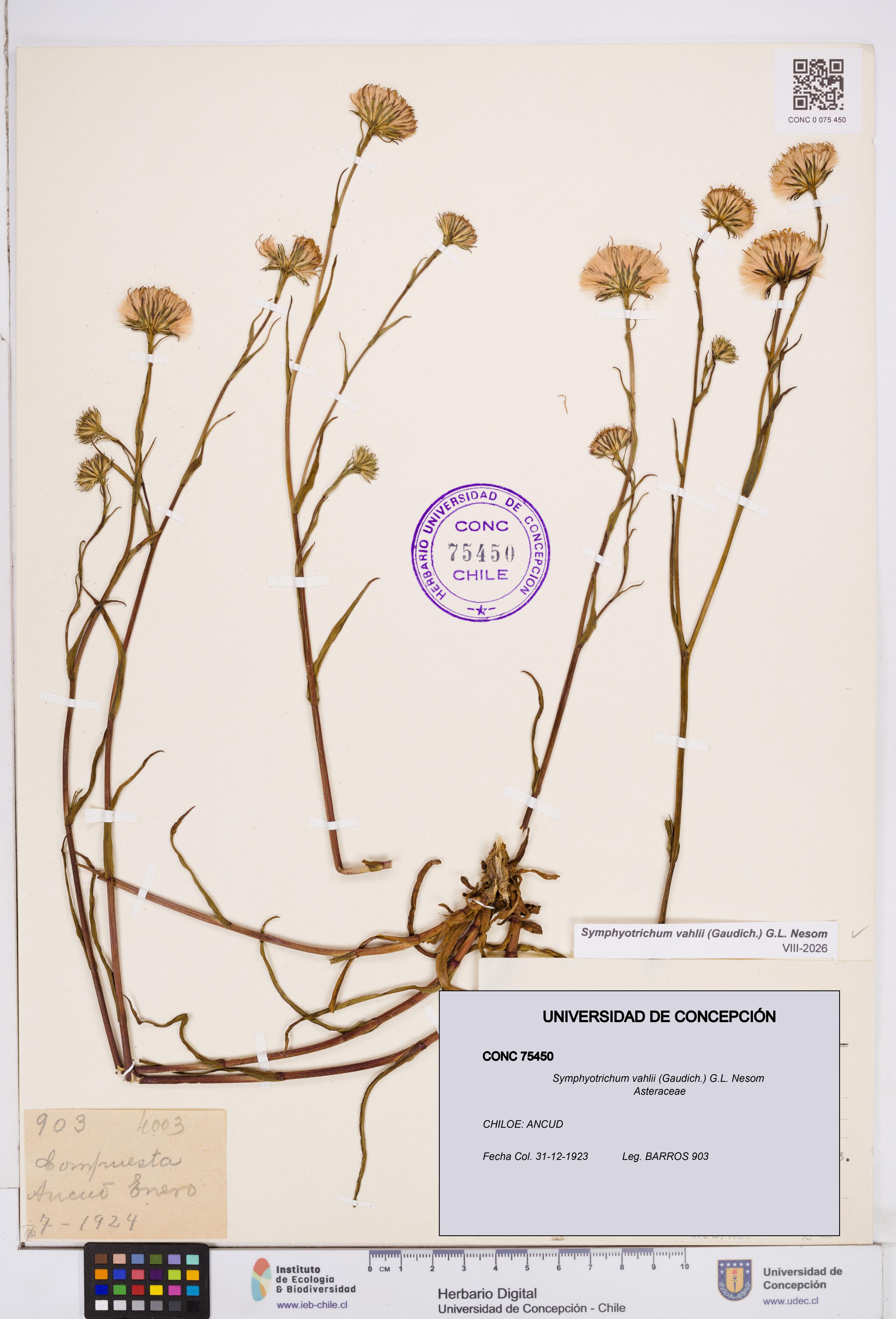 Symphyotrichum vahlii [Espécimen: ]