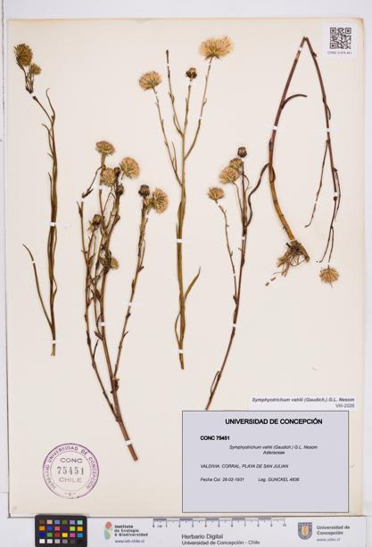 Symphyotrichum vahlii [Espécimen: ]