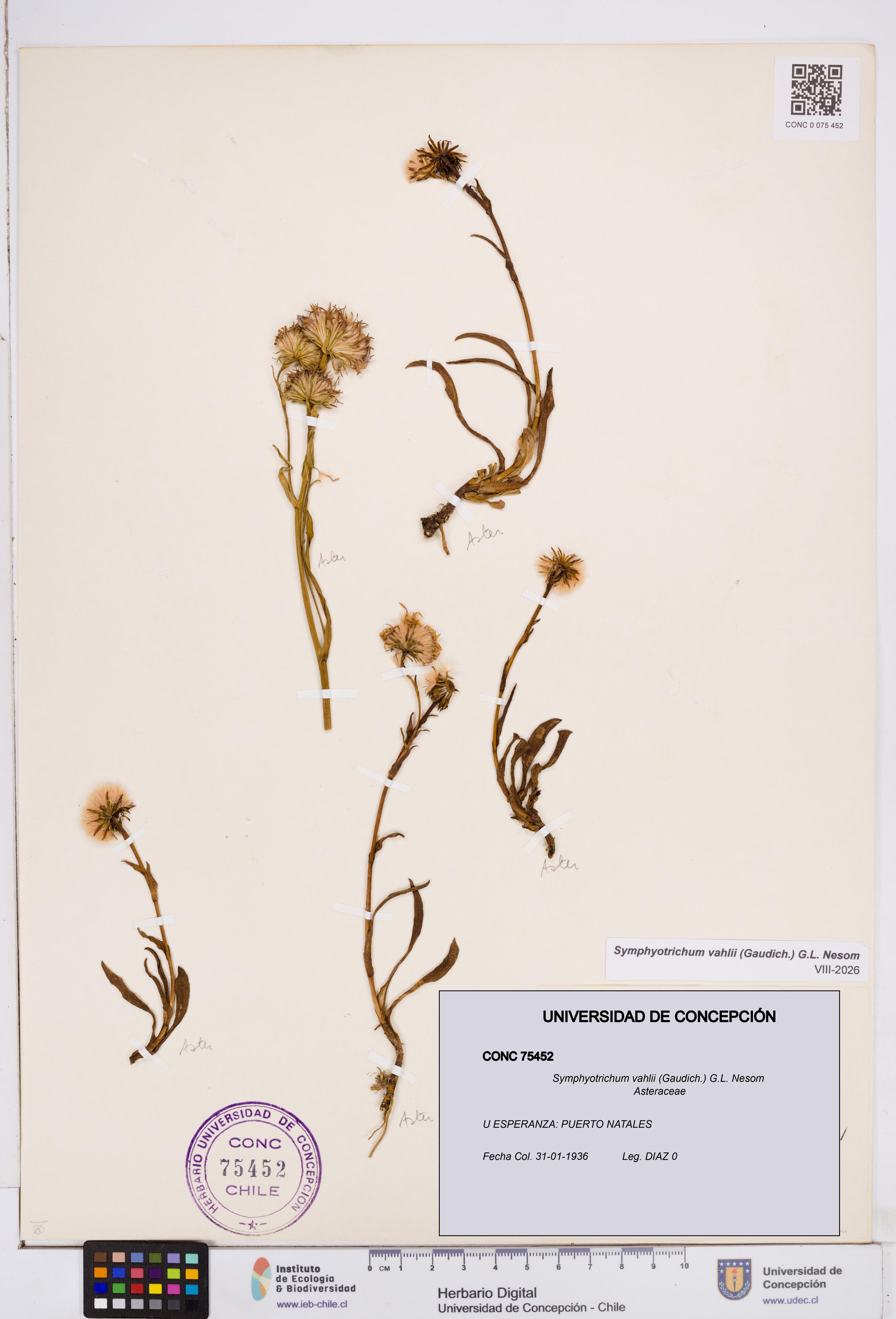 Symphyotrichum vahlii [Espécimen: ]