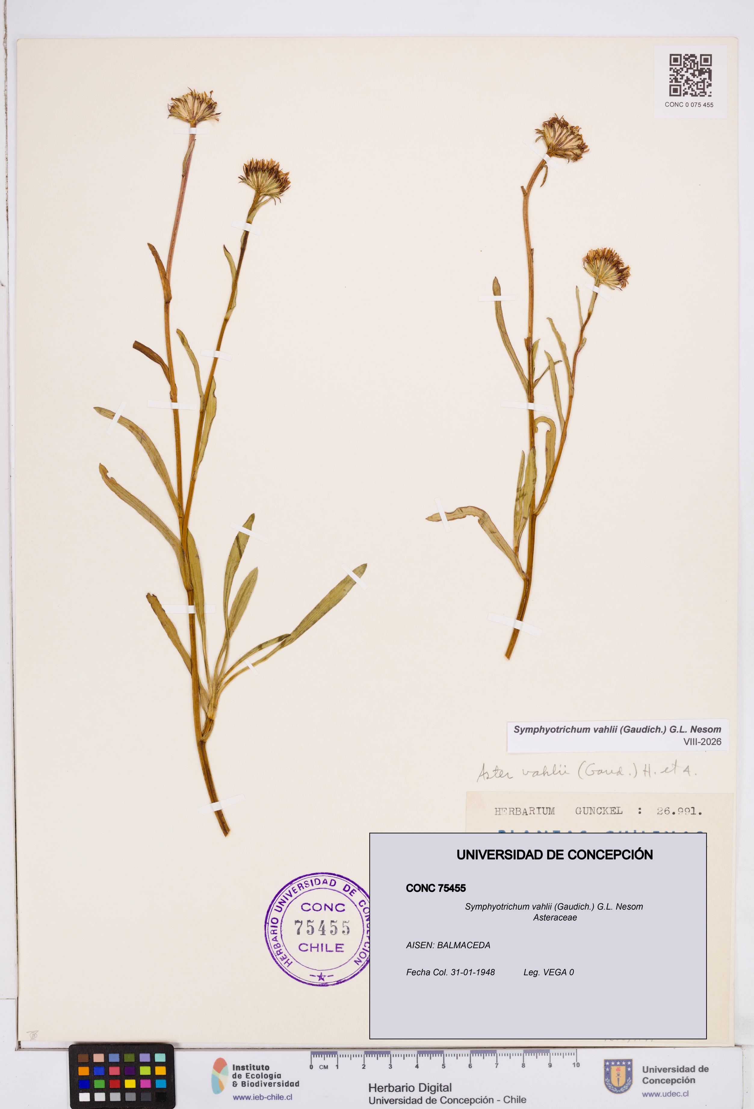 Symphyotrichum vahlii [Espécimen: ]
