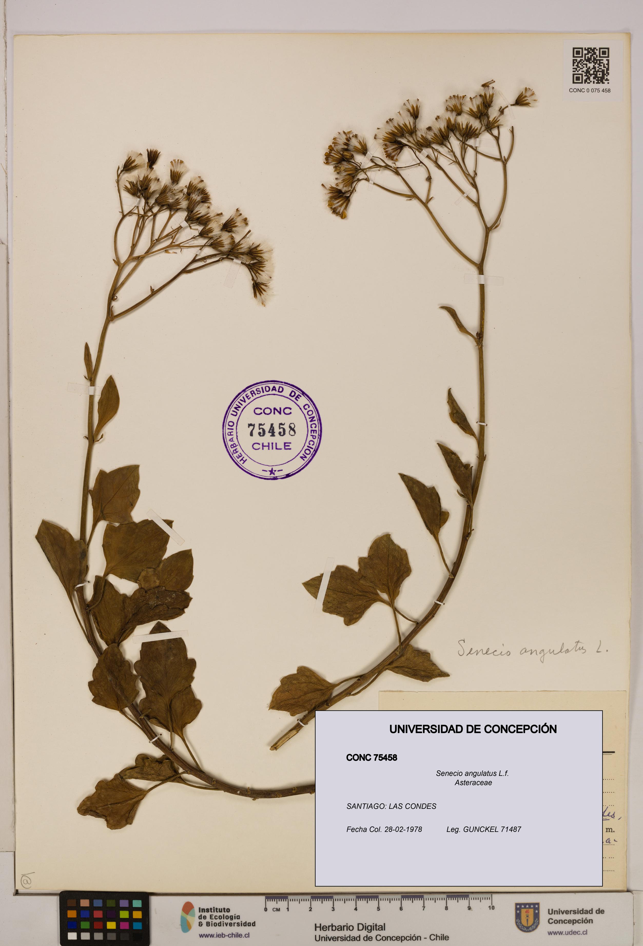 Senecio angulatus [Espécimen: UDEC:CONC:0075458]