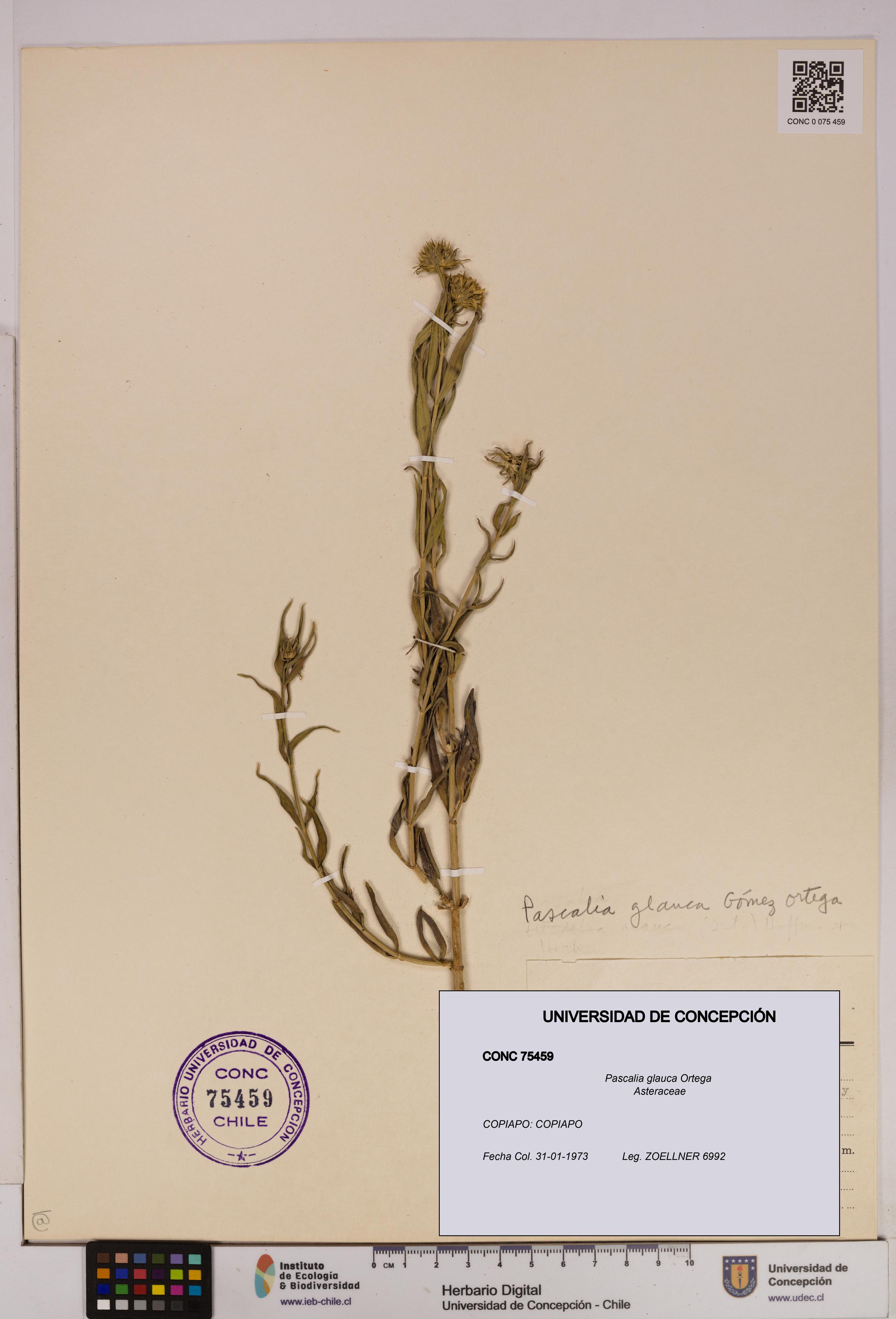 Pascalia glauca [Espécimen: UDEC:CONC:0075459]
