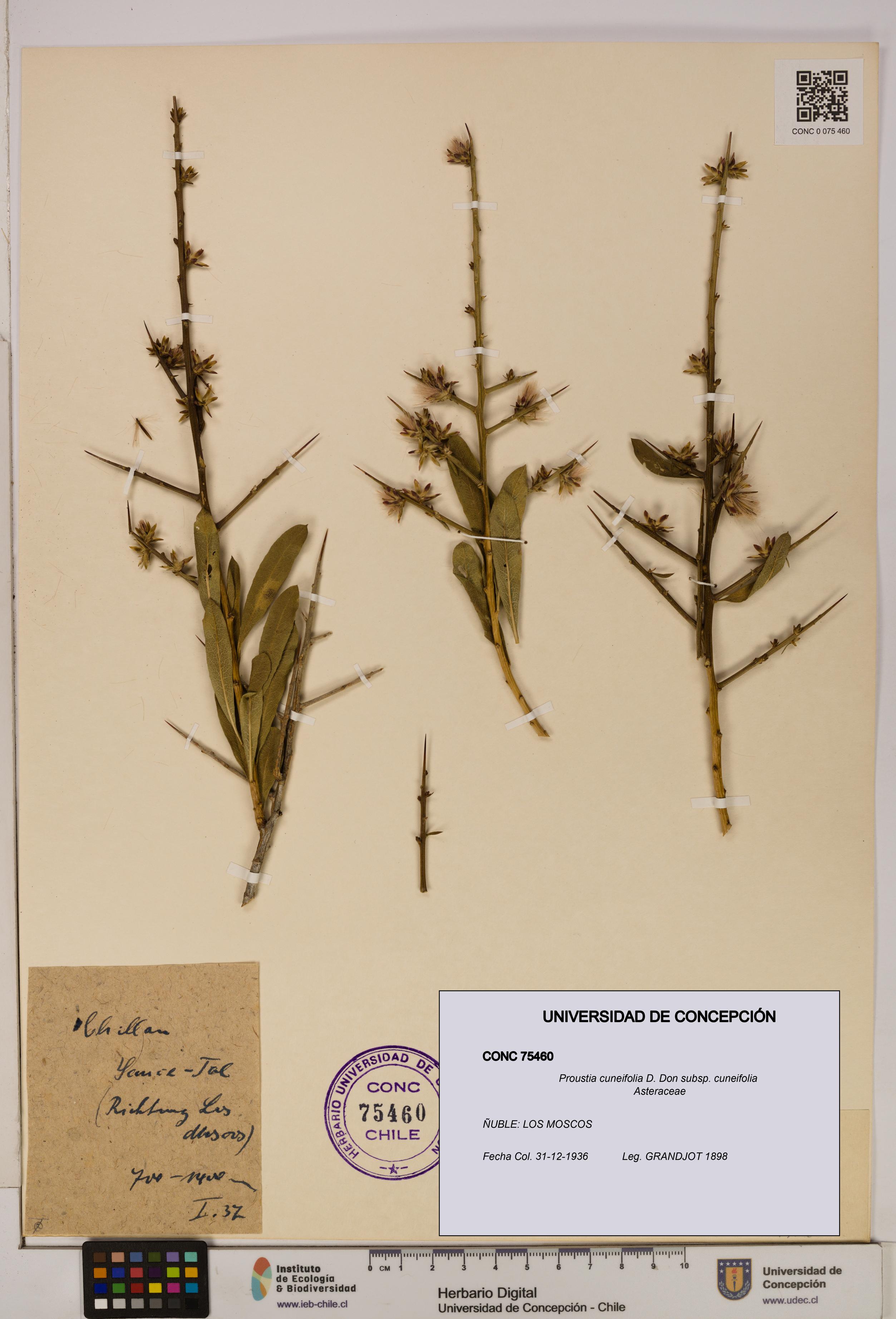 Proustia cuneifolia subsp. cuneifolia [Espécimen: UDEC:CONC:0075460]
