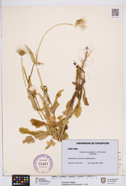 Urospermum picroides [Espécimen: ]