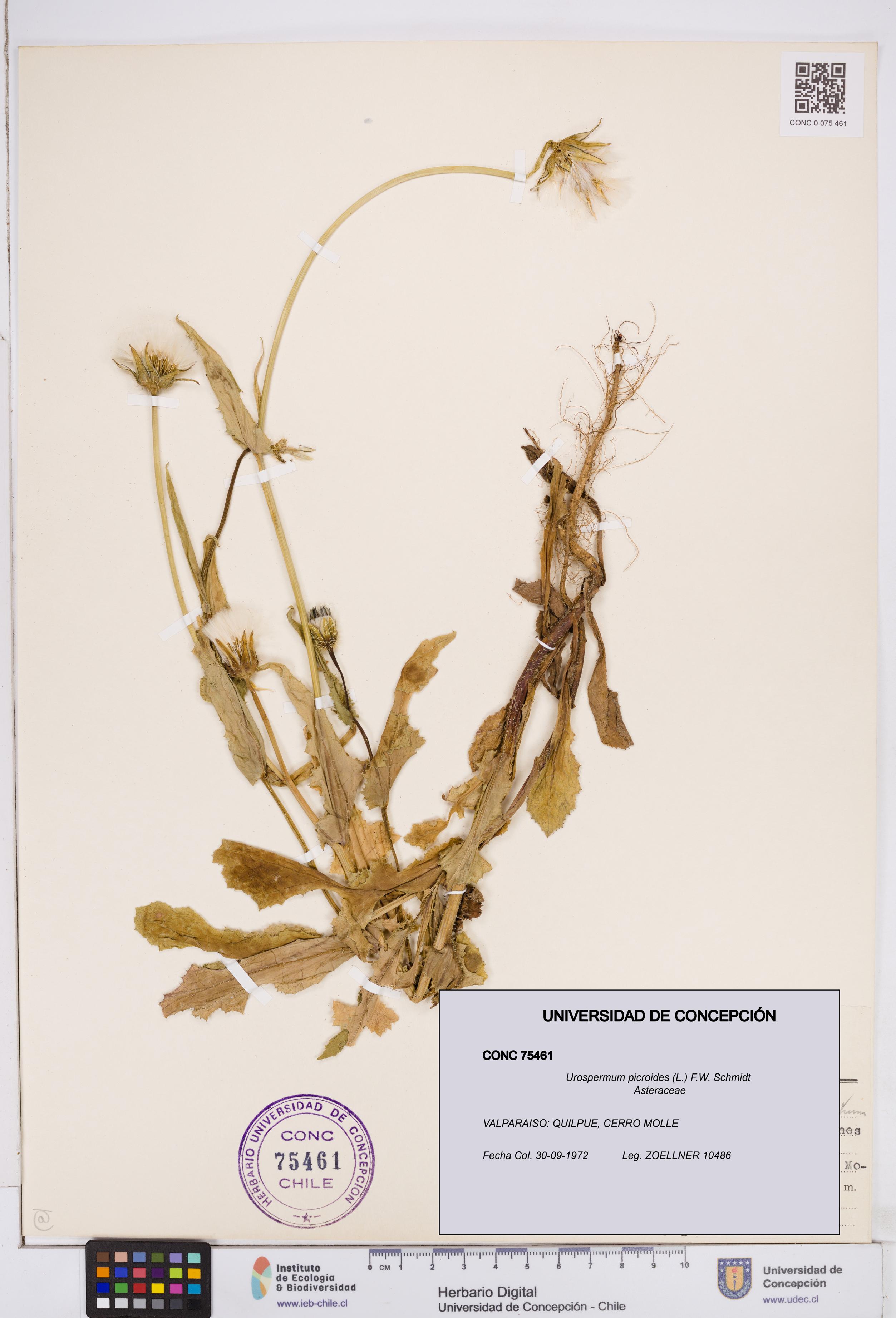 Urospermum picroides [Espécimen: ]