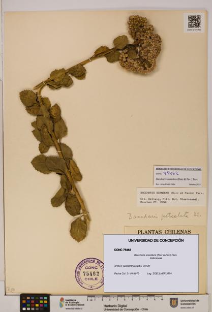 Baccharis scandens [Espécimen: UDEC:CONC:0075462]