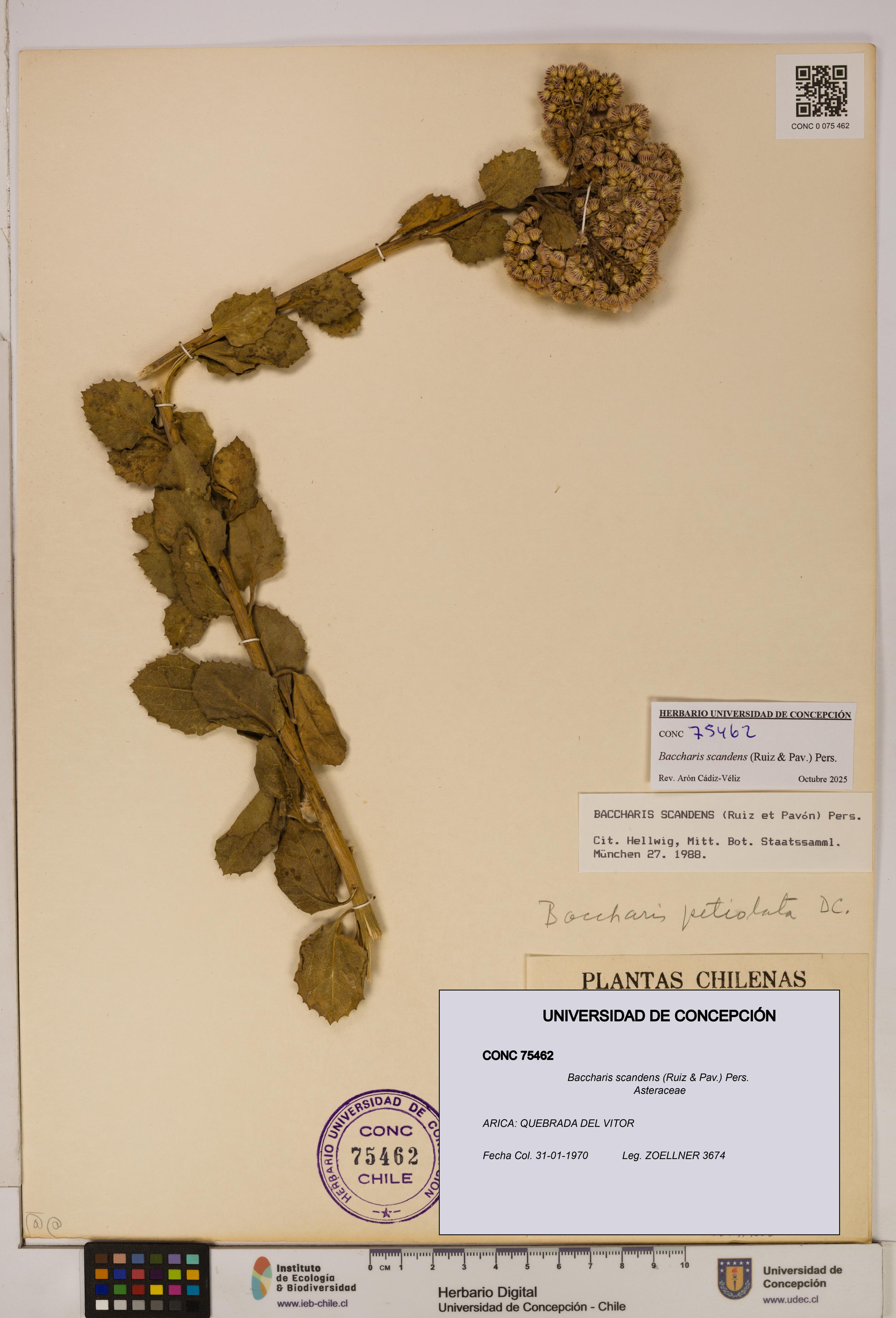 Baccharis scandens [Espécimen: UDEC:CONC:0075462]