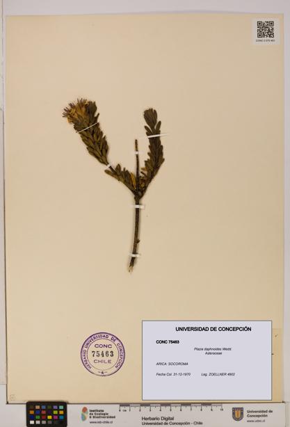 Plazia daphnoides [Espécimen: UDEC:CONC:0075463]