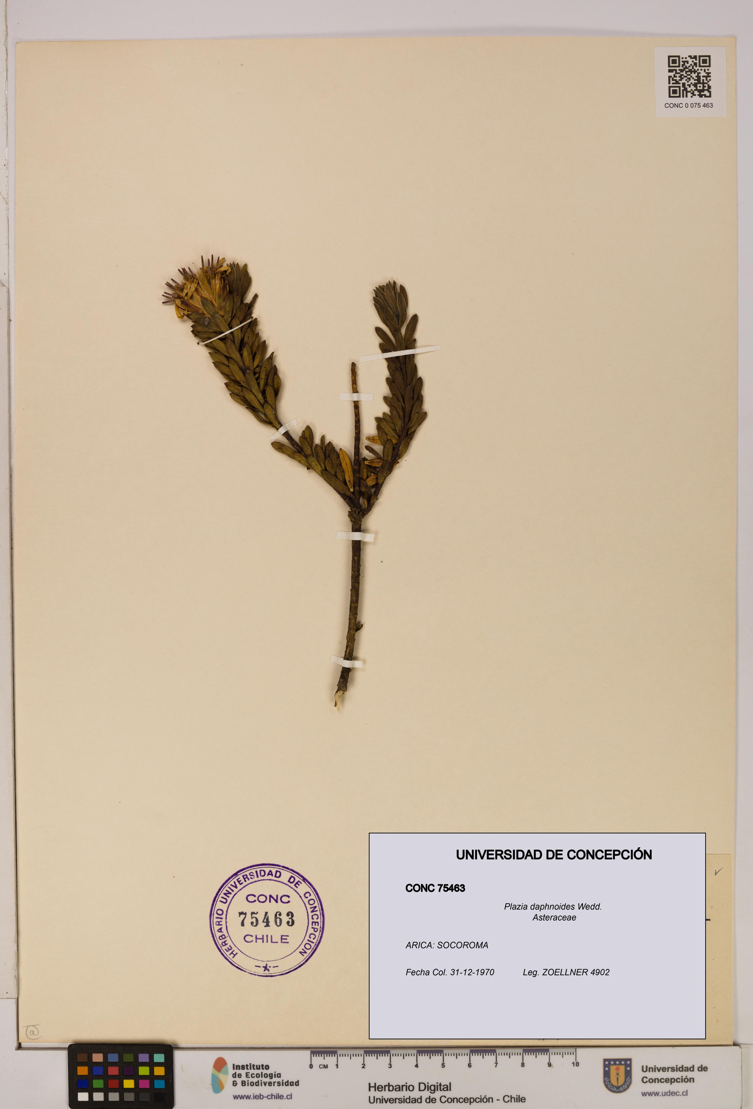 Plazia daphnoides [Espécimen: UDEC:CONC:0075463]