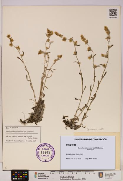 Gamochaeta chamissonis [Espécimen: UDEC:CONC:0075465]