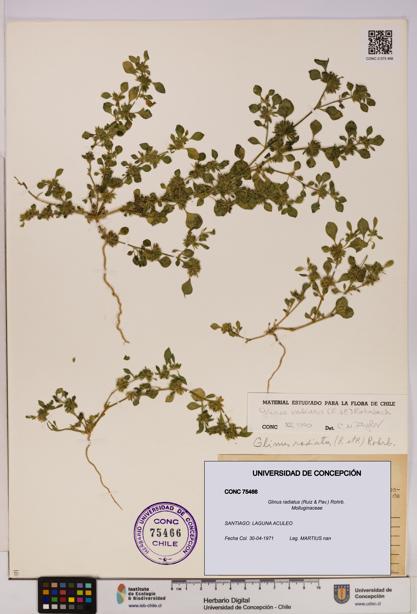 Glinus radiatus [Espécimen: UDEC:CONC:0075466]