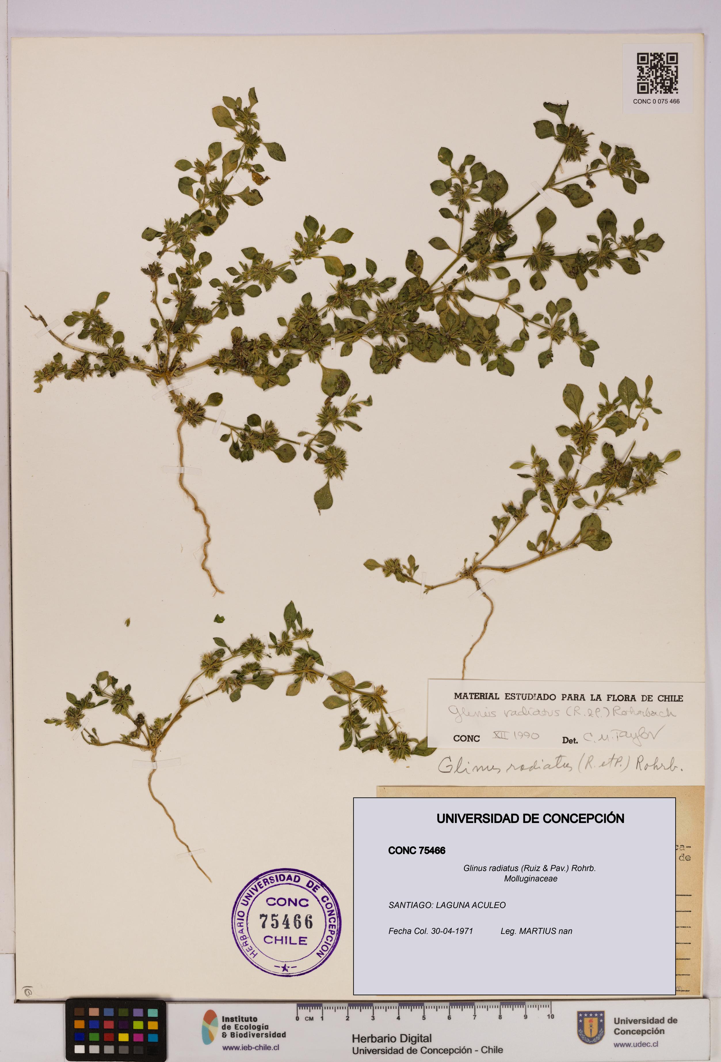 Glinus radiatus [Espécimen: UDEC:CONC:0075466]