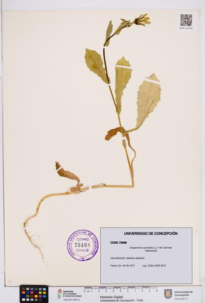 Urospermum picroides [Espécimen: ]