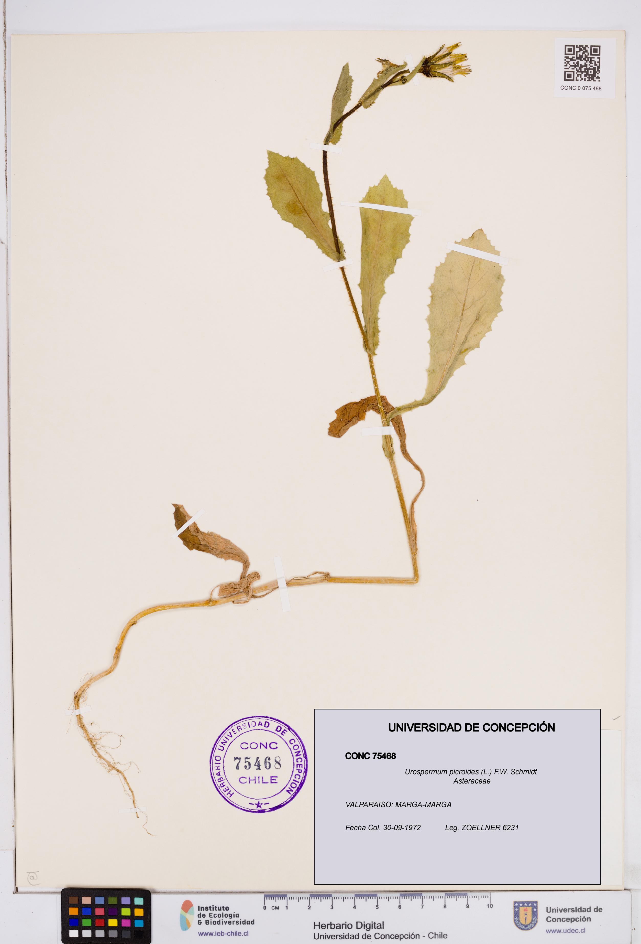 Urospermum picroides [Espécimen: ]