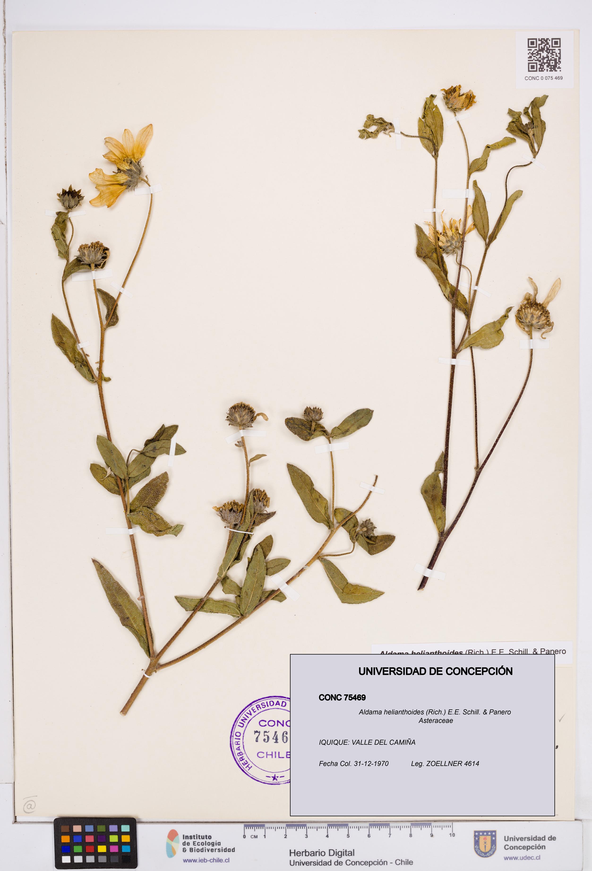 Aldama helianthoides [Espécimen: ]