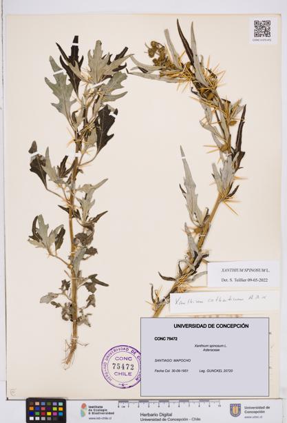 Xanthium spinosum [Espécimen: ]
