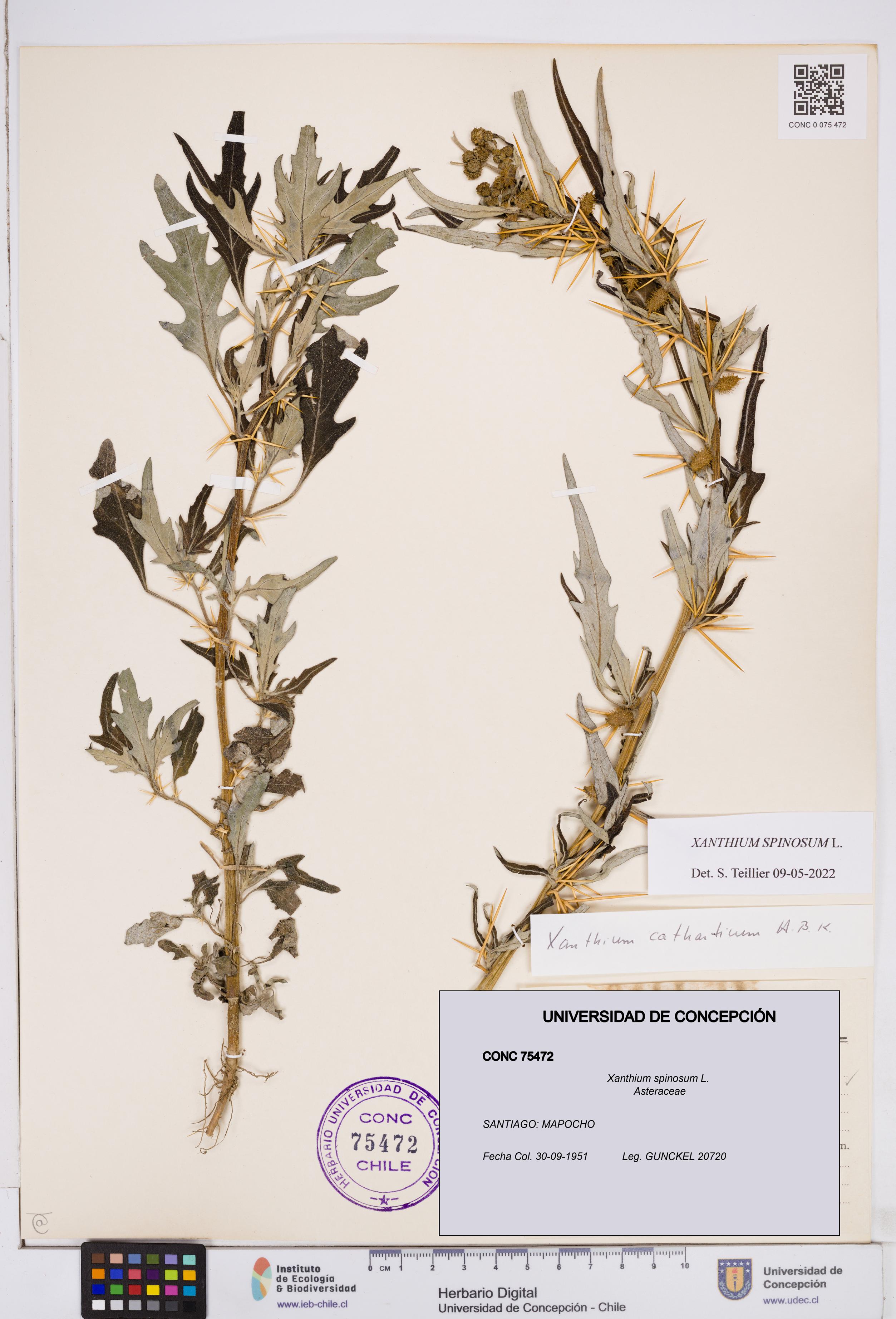 Xanthium spinosum [Espécimen: ]