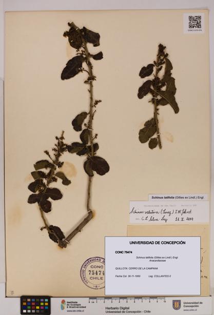 Schinus latifolia [Espécimen: UDEC:CONC:0075474]