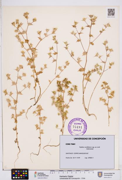 Triptilion cordifolium [Espécimen: ]