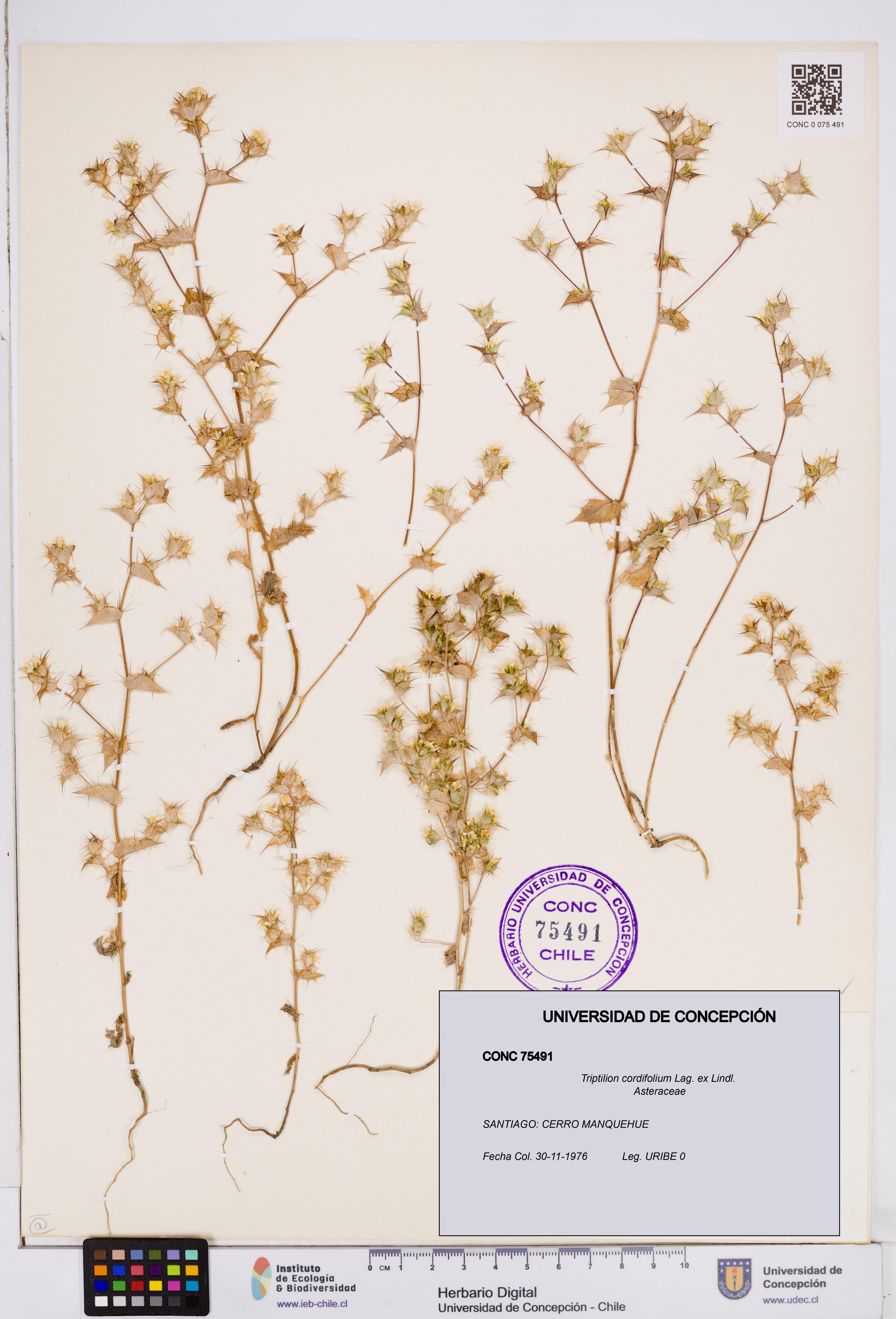 Triptilion cordifolium [Espécimen: ]