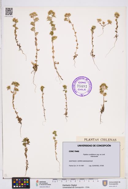 Triptilion cordifolium [Espécimen: ]