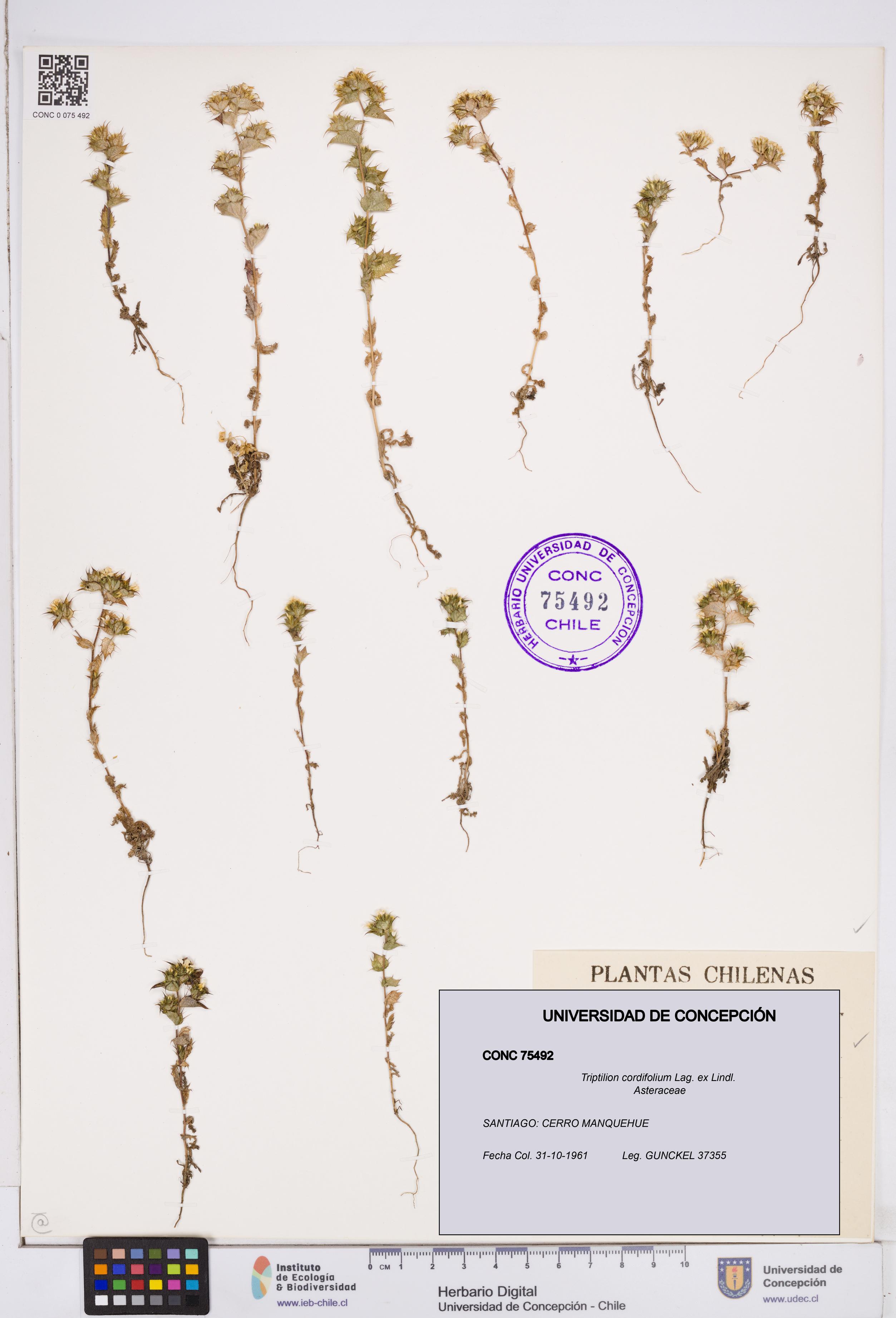 Triptilion cordifolium [Espécimen: ]