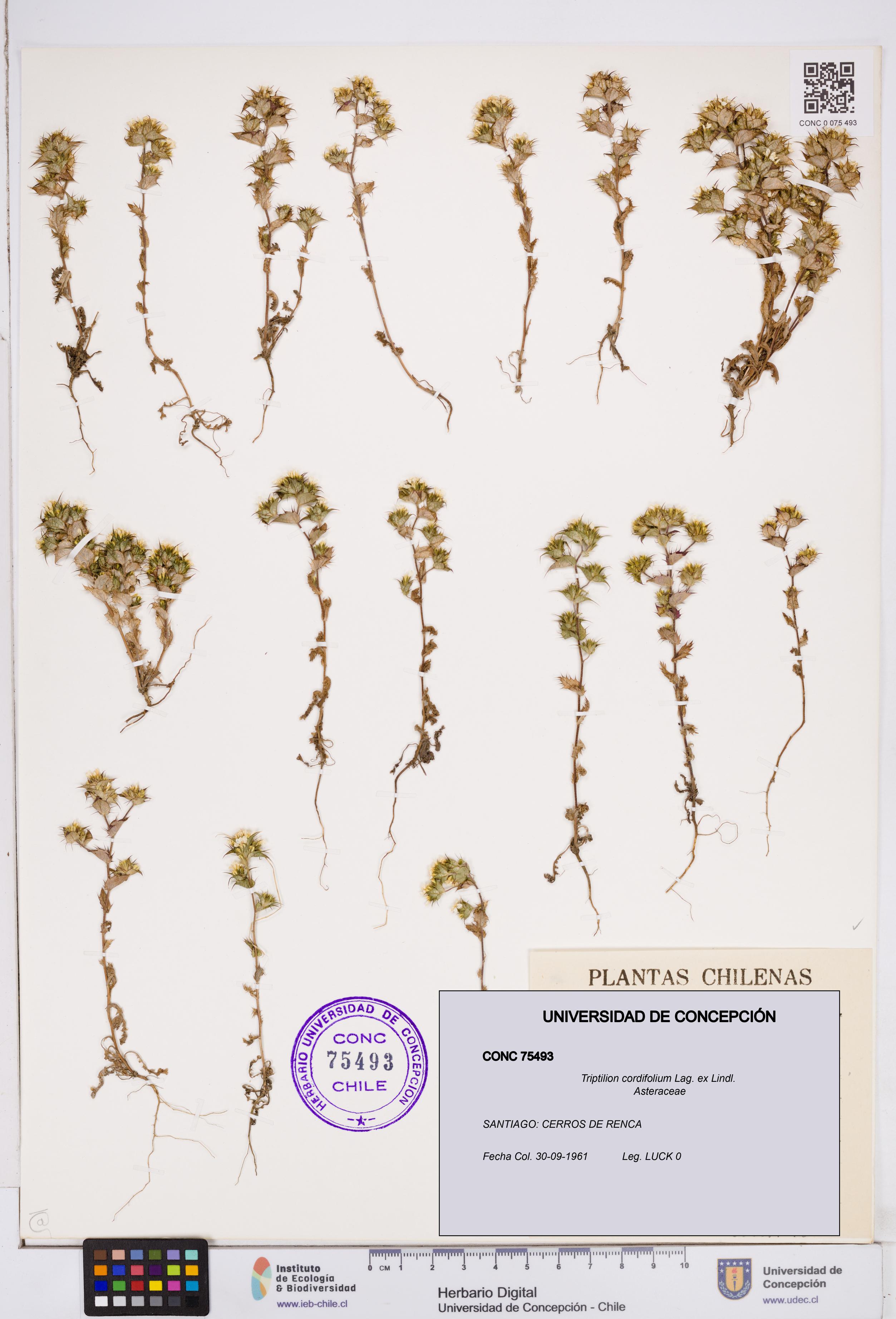 Triptilion cordifolium [Espécimen: ]
