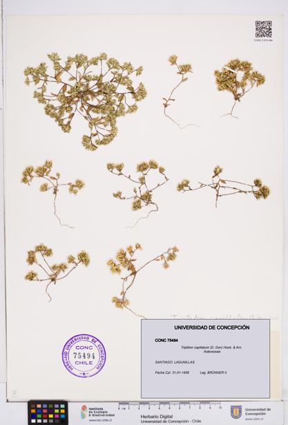 Triptilion capillatum [Espécimen: ]