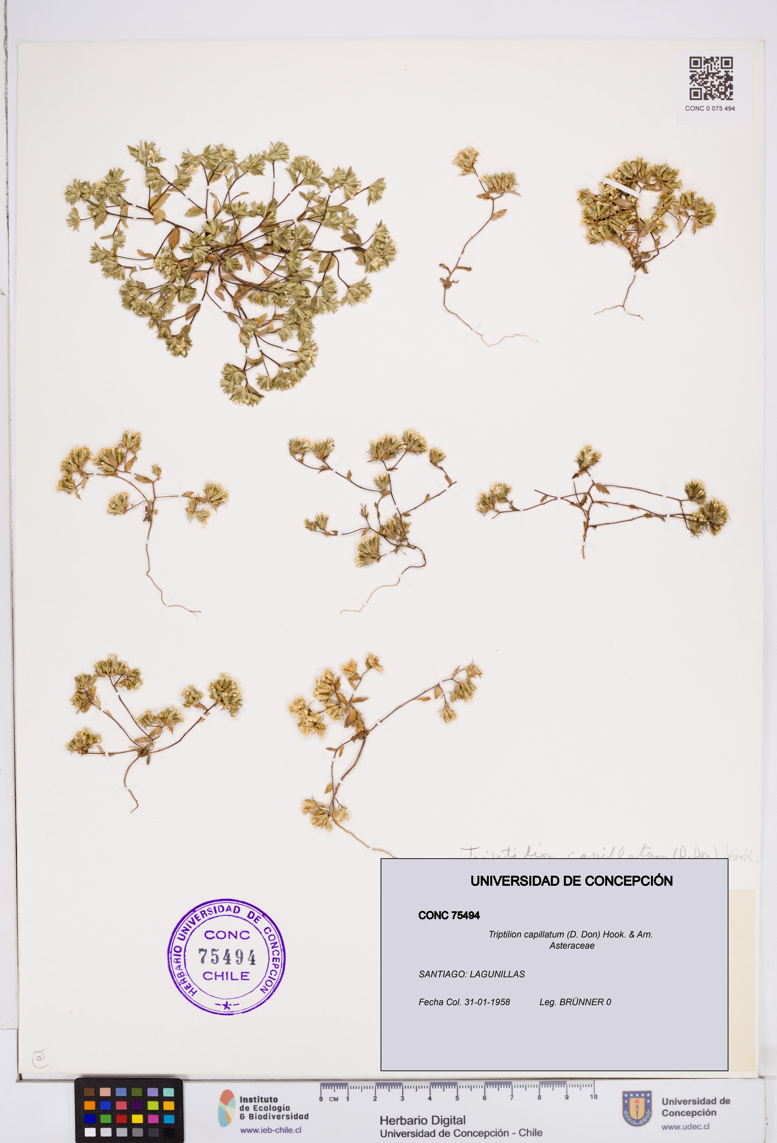 Triptilion capillatum [Espécimen: ]