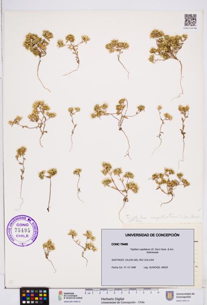 Triptilion capillatum [Espécimen: ]