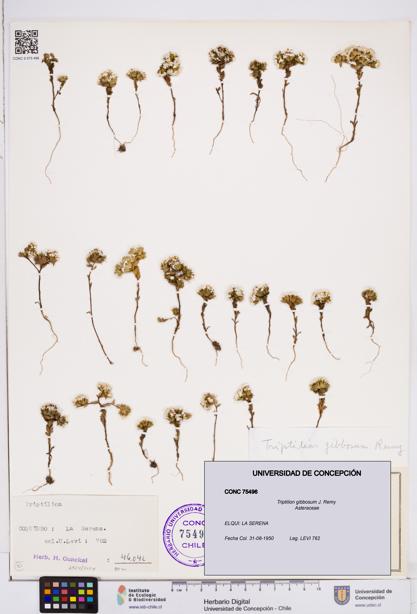 Triptilion gibbosum [Espécimen: ]