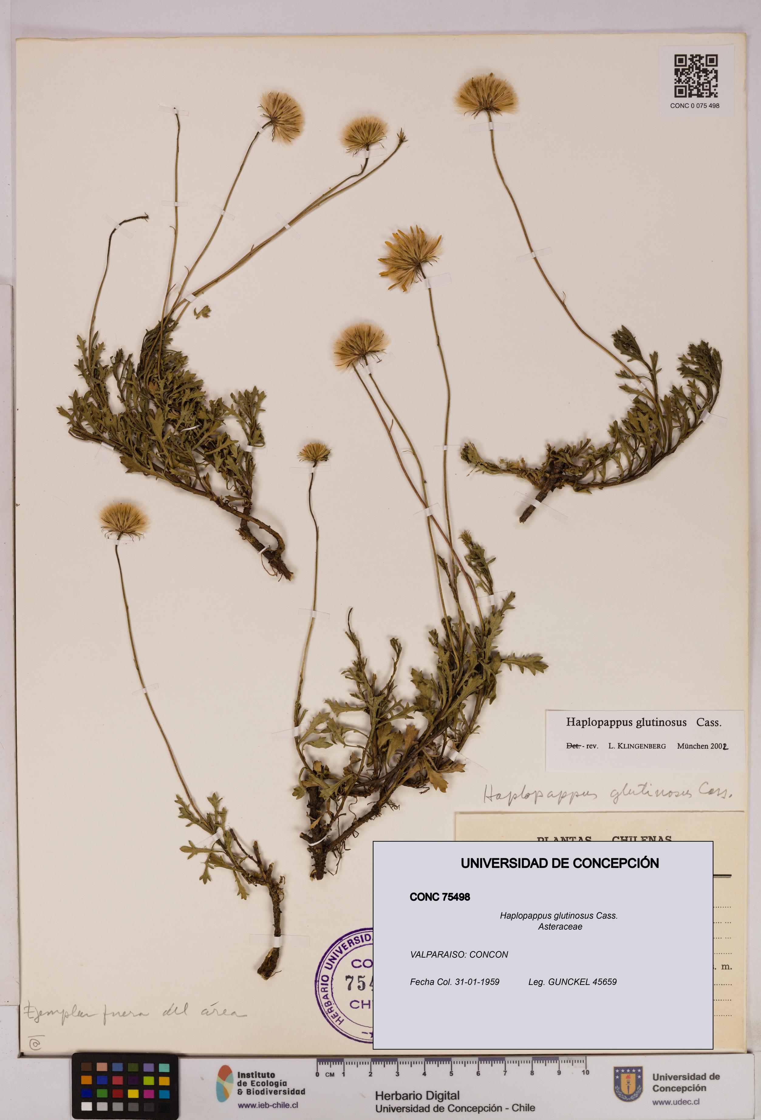 Haplopappus glutinosus [Espécimen: UDEC:CONC:0075498]