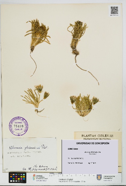 Werneria glaberrima [Espécimen: UDEC:CONC:0075499]