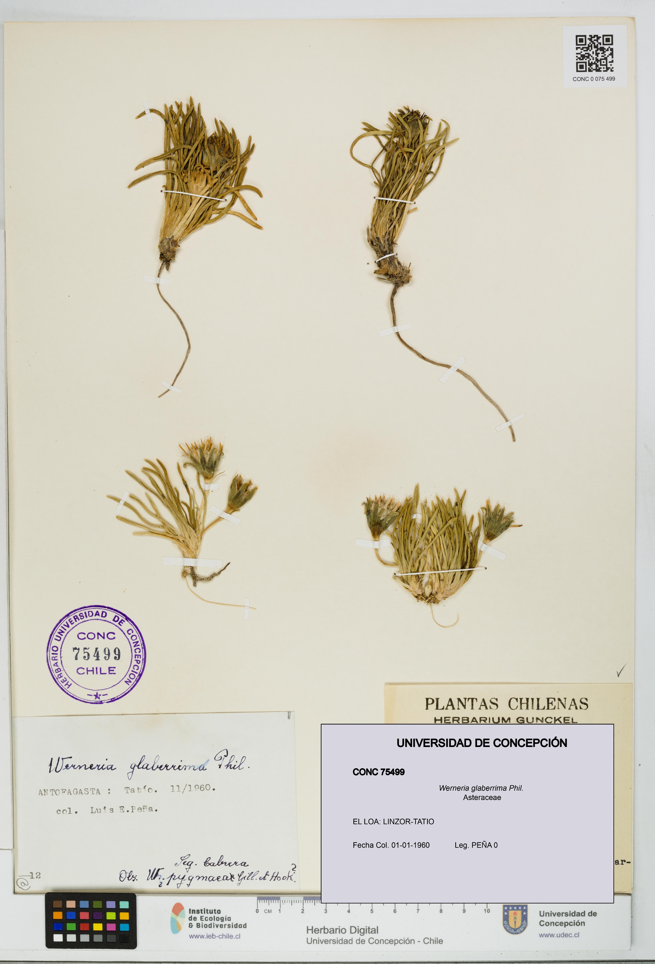 Werneria glaberrima [Espécimen: UDEC:CONC:0075499]