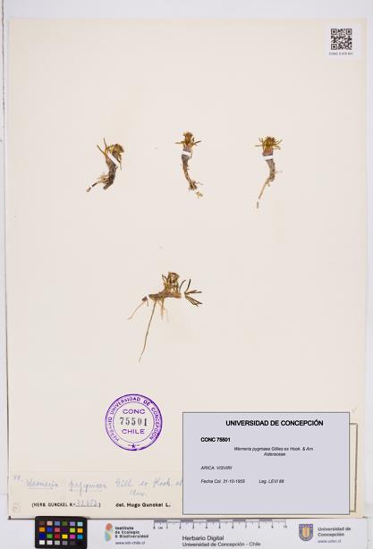 Werneria pygmaea [Espécimen: ]
