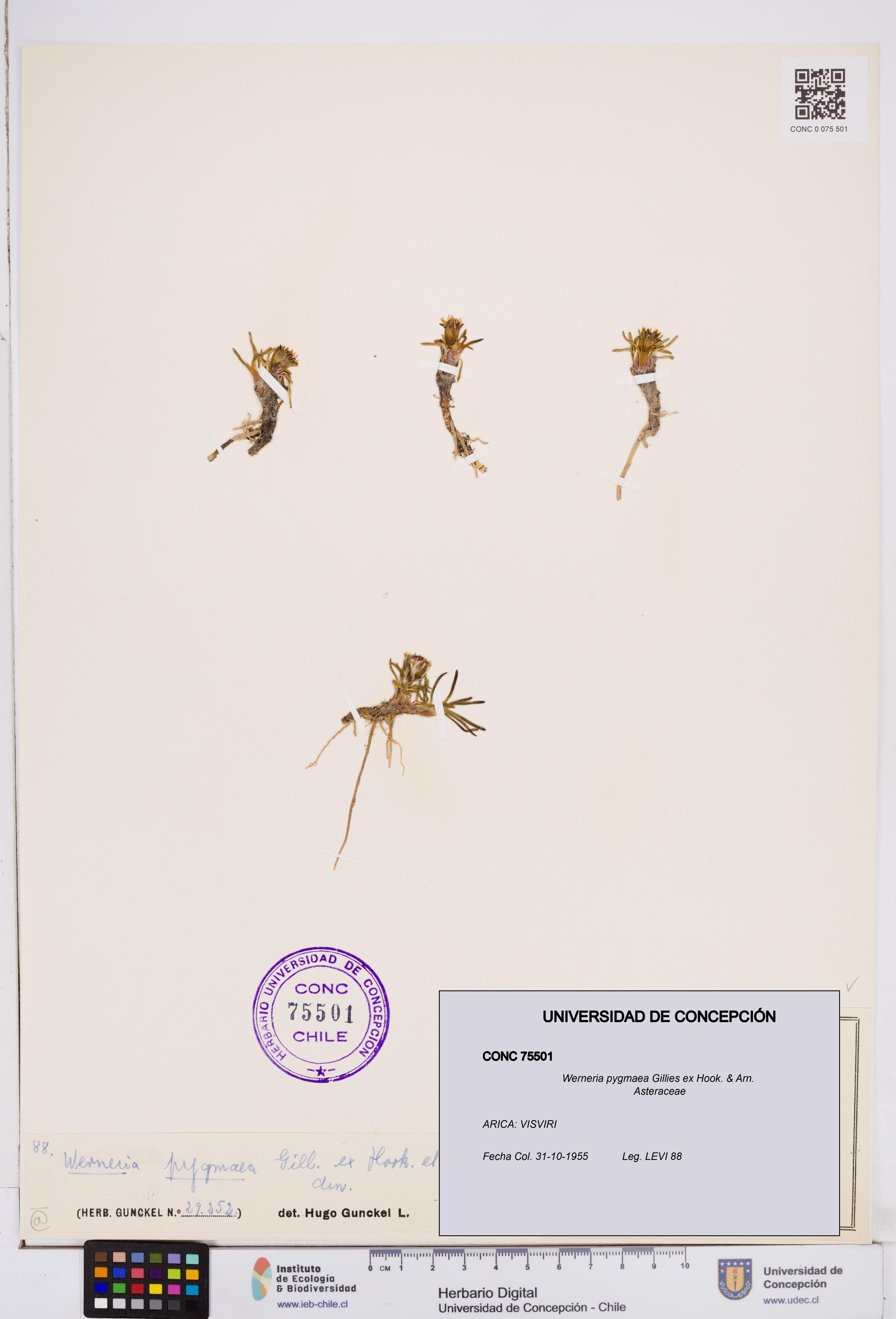 Werneria pygmaea [Espécimen: ]
