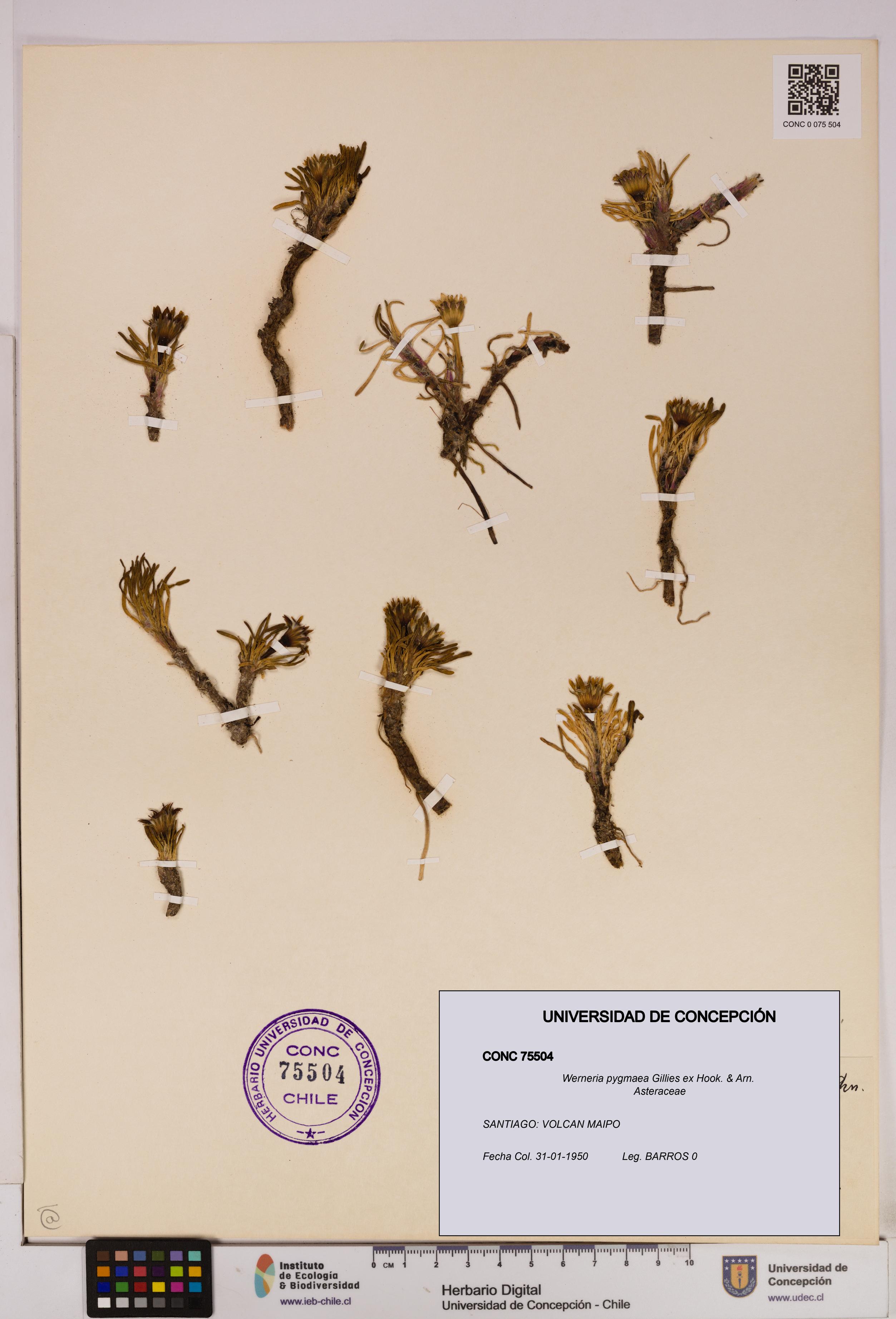 Werneria pygmaea [Espécimen: UDEC:CONC:0075504]