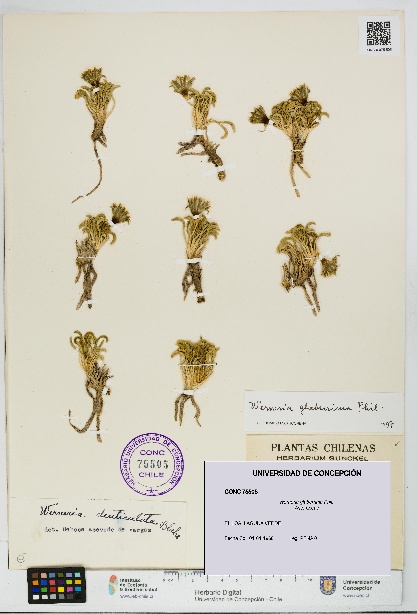 Werneria glaberrima [Espécimen: UDEC:CONC:0075505]
