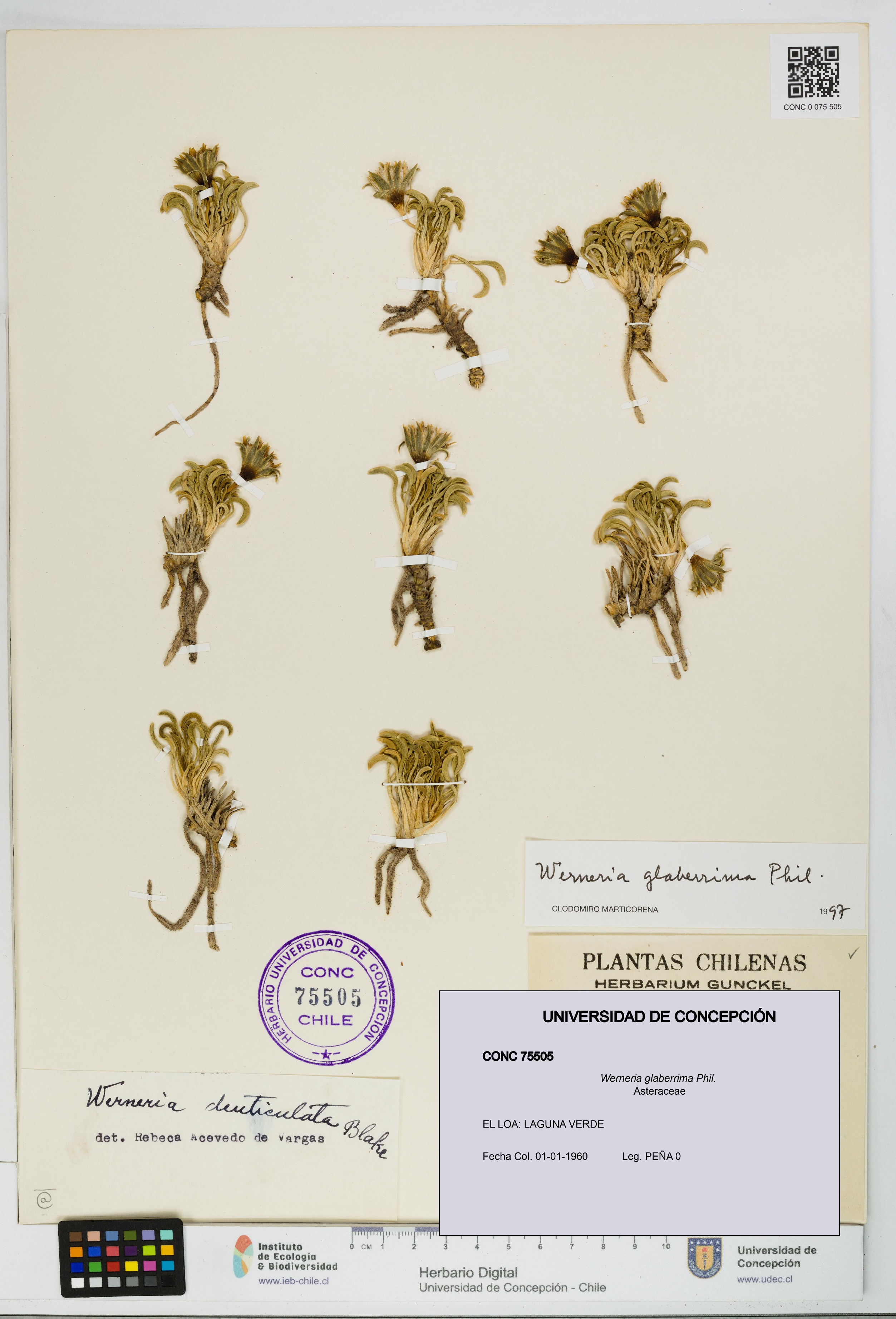 Werneria glaberrima [Espécimen: UDEC:CONC:0075505]